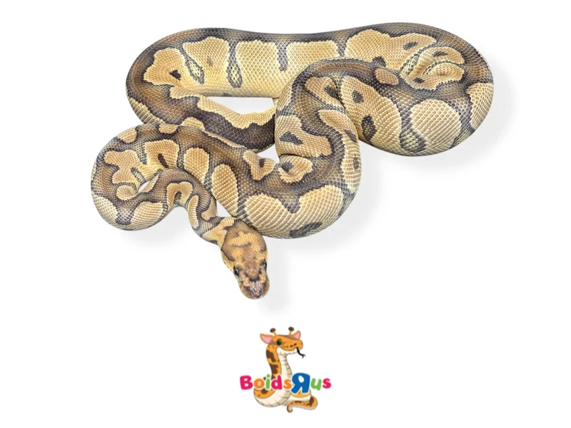 Clown 66% het hypo