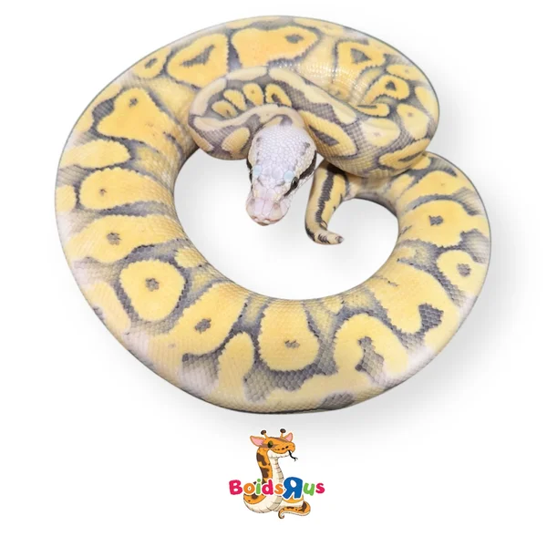Super Pastel Enchi (Vanilla) DG dh Hypo Clown