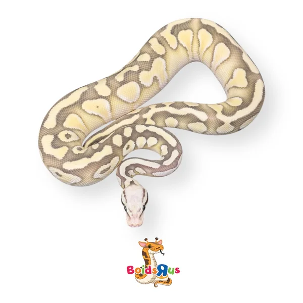 Pastel Lesser DG dh Hypo Clown