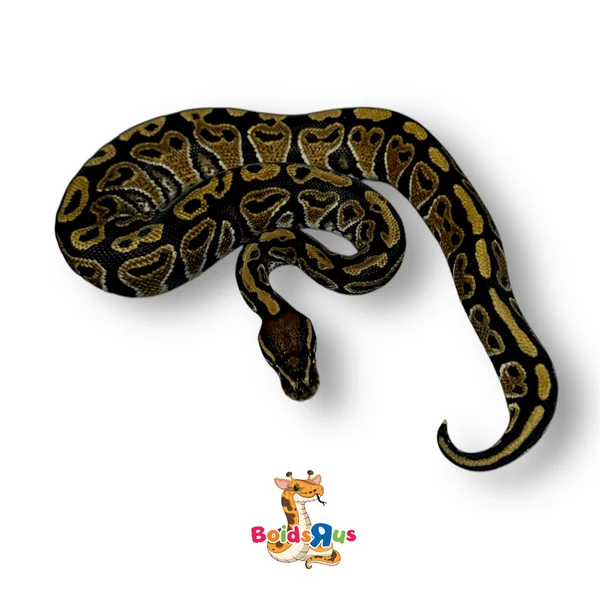 Hurricane het Hypo 66% het Rainbow