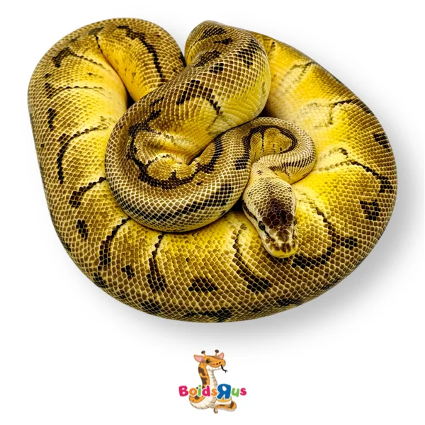 Pastel Pinstripe Fire YB 100% het DG