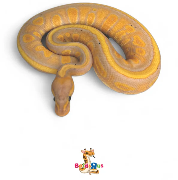 Stranger Banana het Clown (Female Maker)