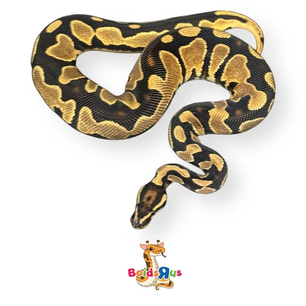 OD YB dh monarch pied