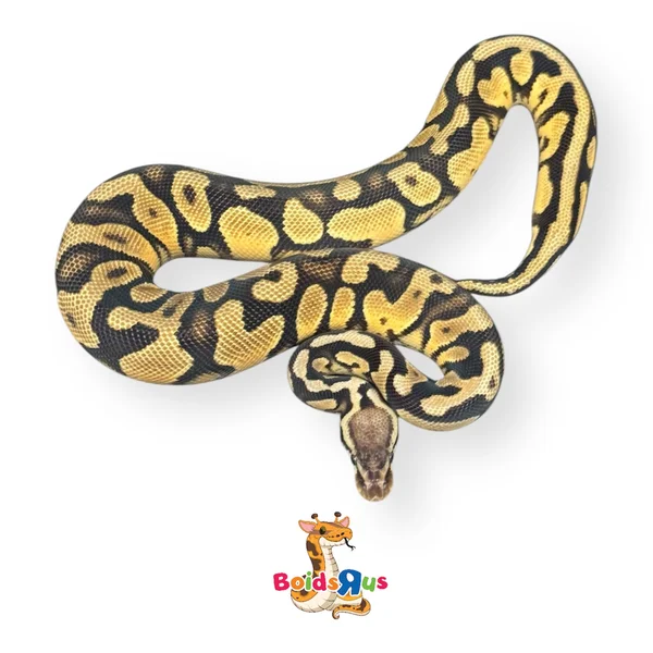 Pastel Gravel het monarch
