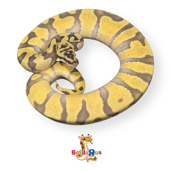 Pastel Super Enchi Hypo dh DG Clown
