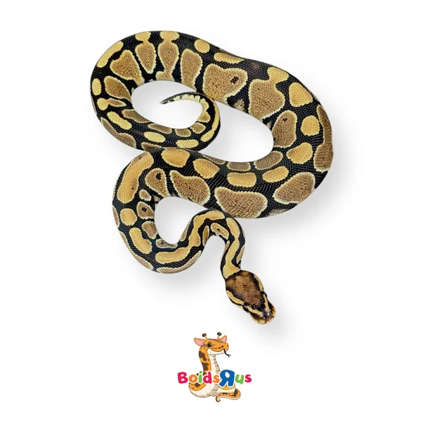 Volta 50% het Clown