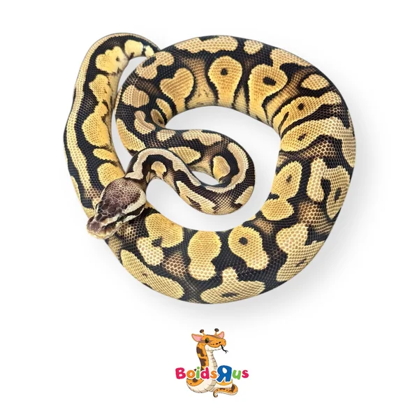 Pastel Gravel het monarch