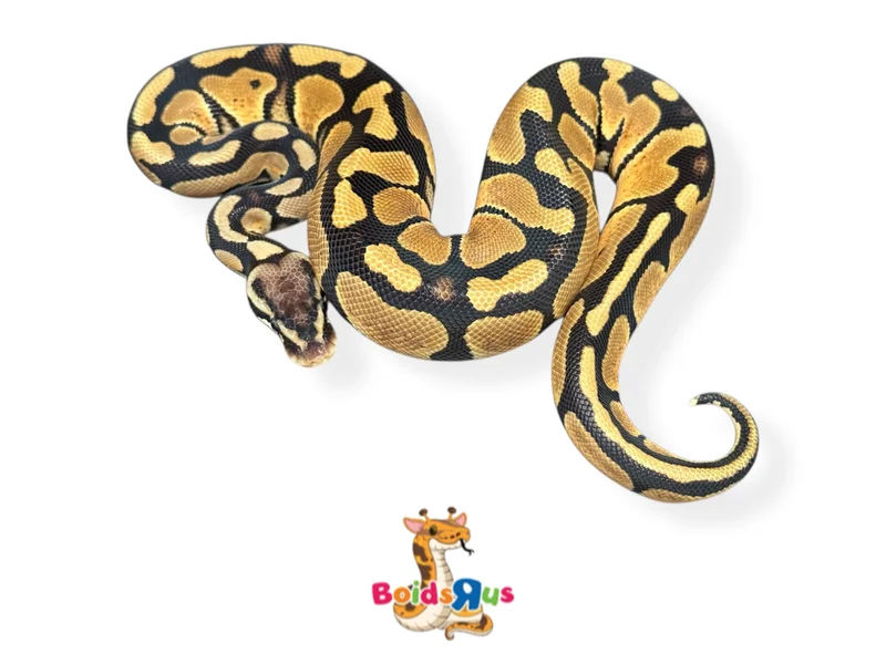 Pastel het Monarch 50% het Pied