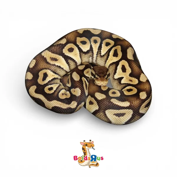 Pastel Mojave het Monarch