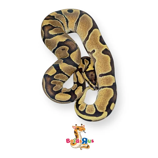 Volta Enchi 50% het Clown
