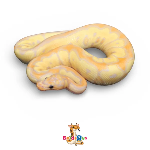 Banana Hypo Clown