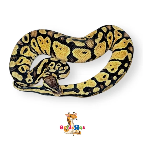 Pastel het Monarch 50% het Pied