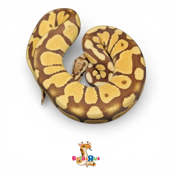 Pastel Monarch