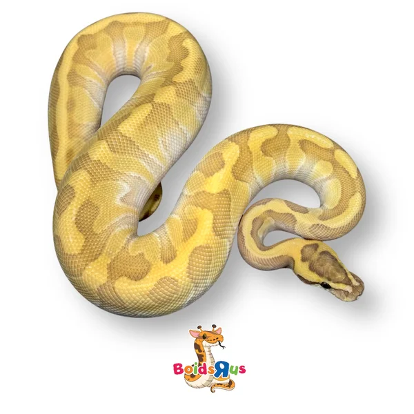 Pastel Enchi Butter Hypo dh DG Clown