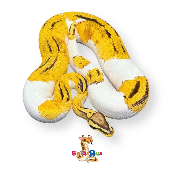 Pastel OD YB Pied het Clown