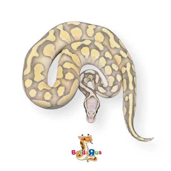Pastel Butter DG Hypo