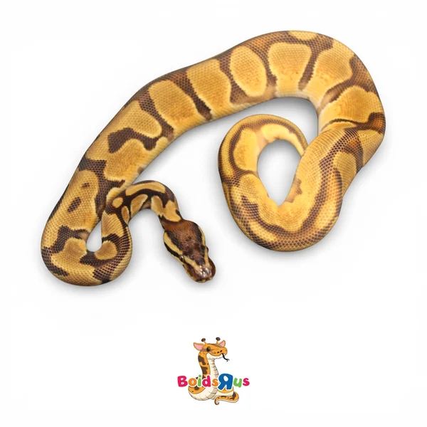 OD Enchi dh Ultramel Pied