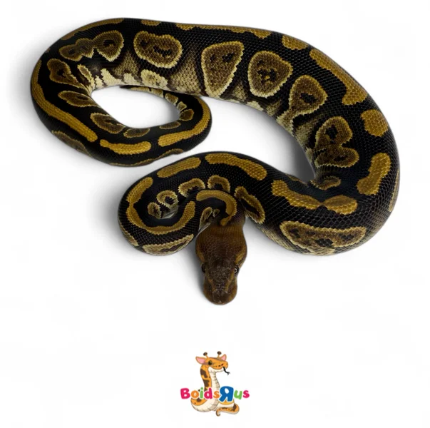 Nyala het Clown