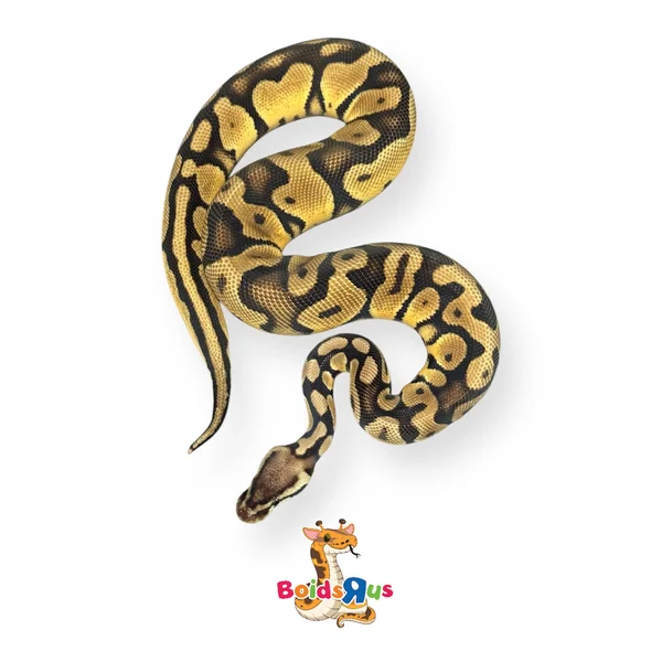 Pastel YB het monarch