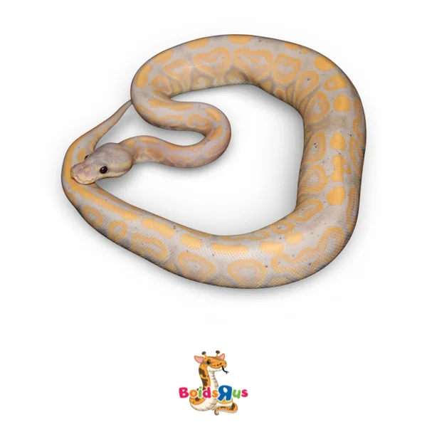 Black Pastel Banana Hypo het Clown (FM)