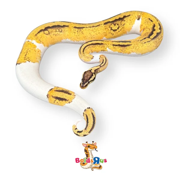 Pastel OD YB Pied het Clown
