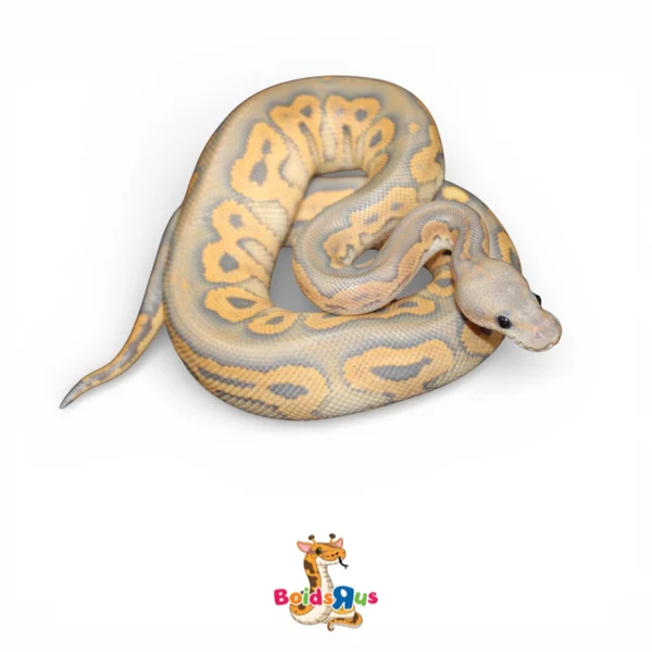 Black Pastel Hypo Clown