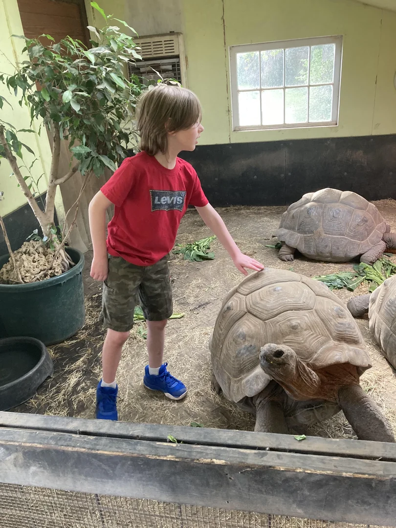 1.3 Aldabra Tortoise Tortoises for Sale | ReptileAds Marketplace