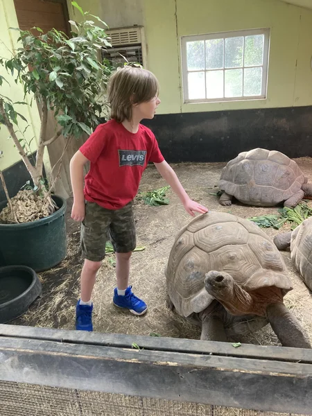 1.3 Aldabra Tortoise