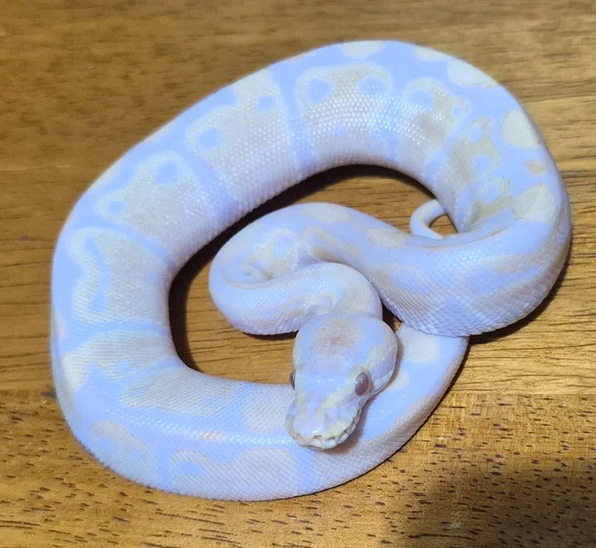 Albino