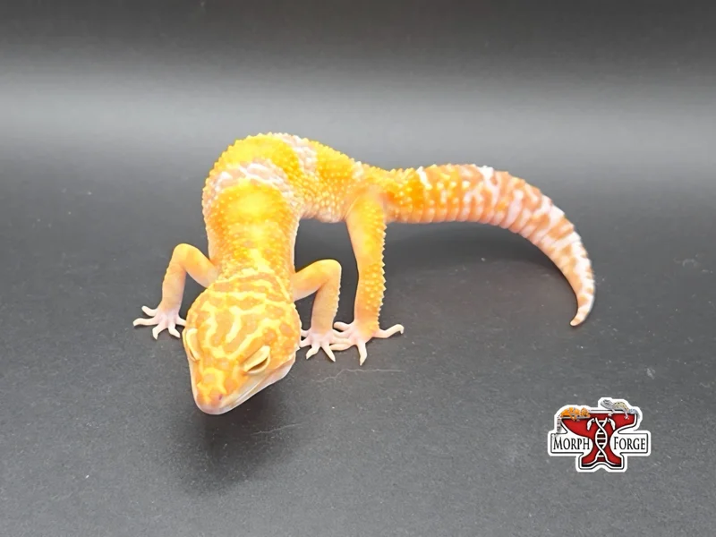 Finn - Bold Bandit Tangerine Tremper