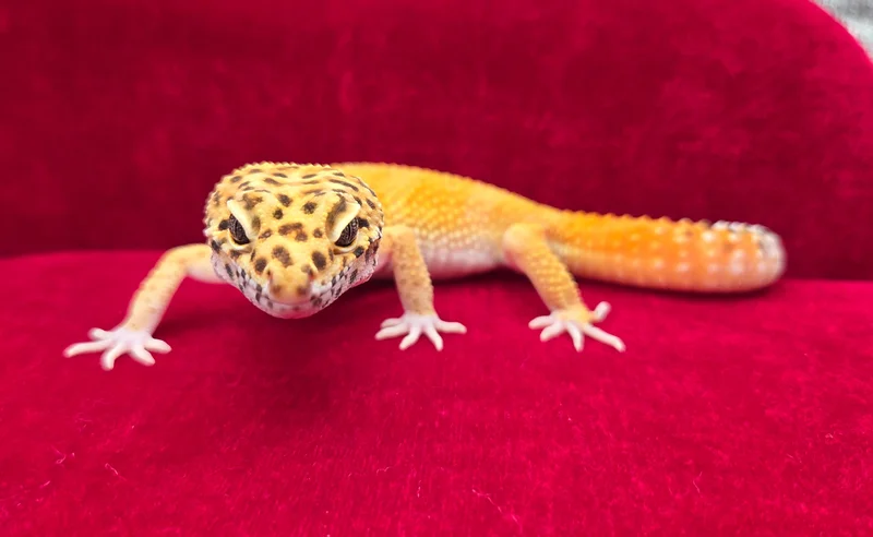 Conrad - Mandarin Inferno/Firebold