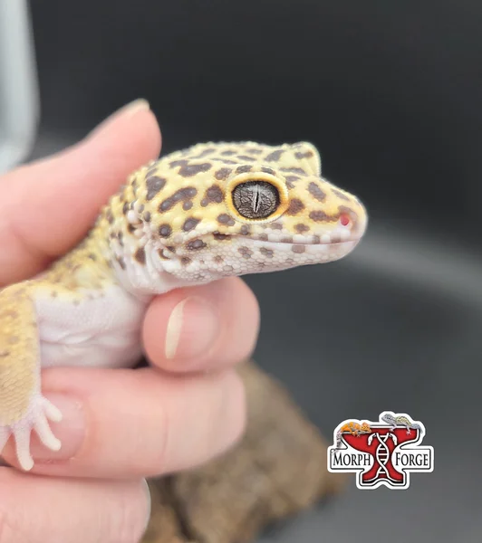 Bold Bandit Hyper Xanthic het Tremper het Eclipse