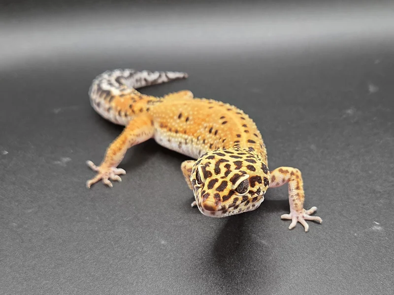 Ember - Tangerine Blood Emerine ph RAPTOR