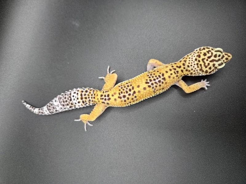 Gemini - Afghan Tangerine Hyper Xanthic Tangerine Cross 66% het Tremper 50% het Eclipse, MP