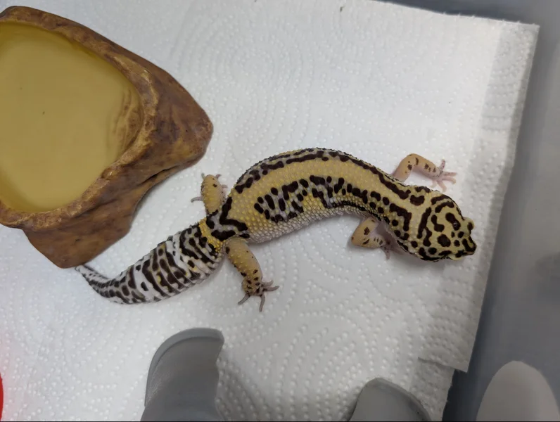 Lizzie - Firebold het Tremper