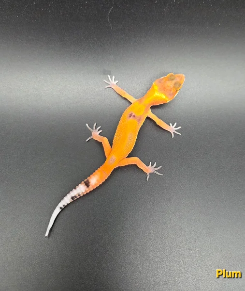 Plum - Tangerine Cross