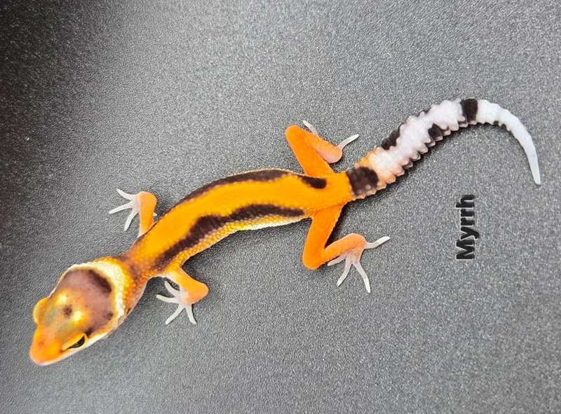 Myrrh - Bold Tangerine Firebold Cross
