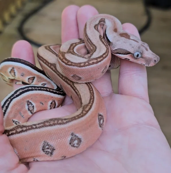 Labyrinth het kahl albino and blood