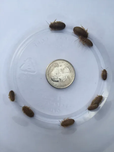 10,000 small Dubia’s and more! 