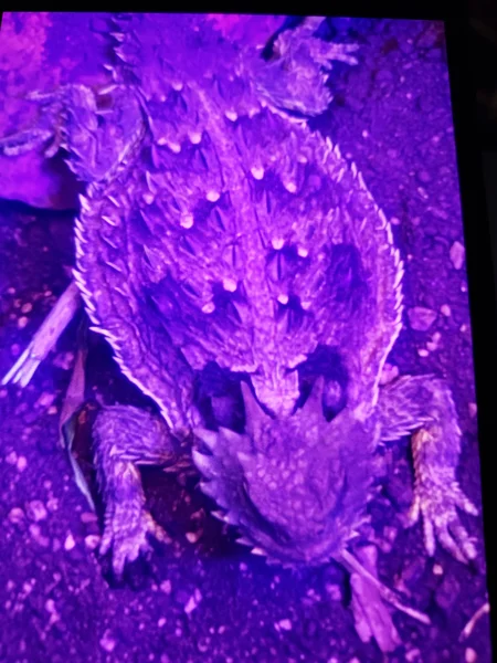Horny toad