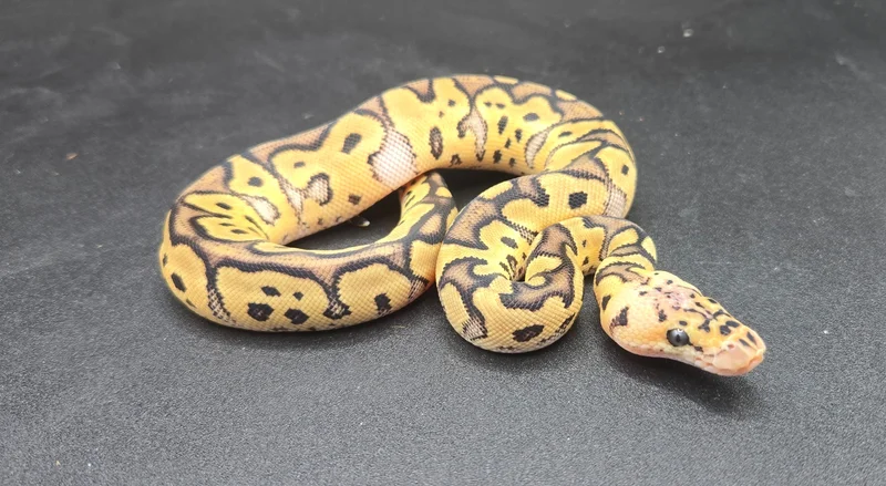 Pastel Clown 100% DH Axanthic VPI Hypo