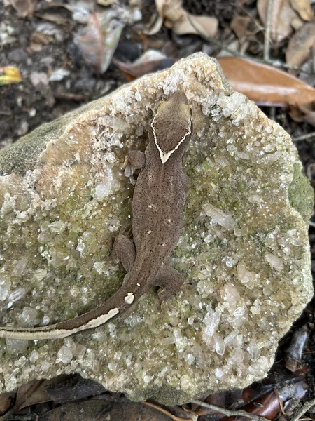 White collar male sarasinorum 