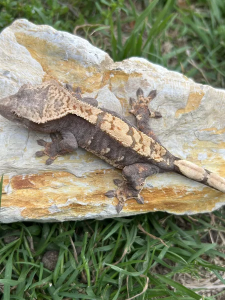 Funky hypo red and tangerine base male 