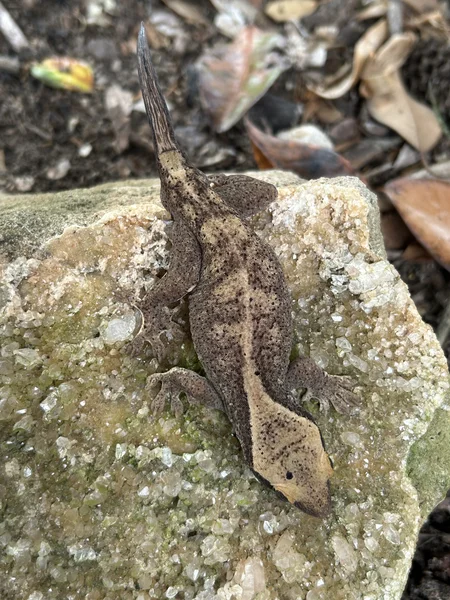 Male  blonde sarasinorum 