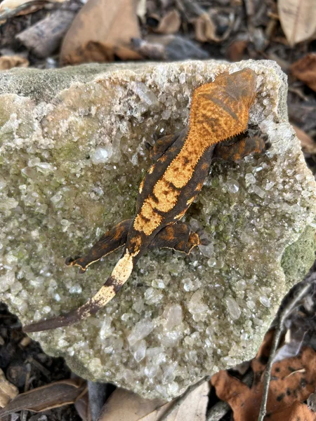 Dark and tangerine soft scale female 