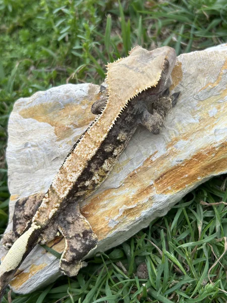 Fun grainy dorsal tri color male 