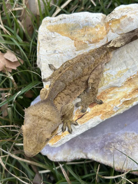Brindle margin male 