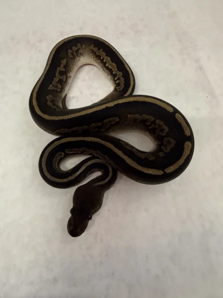 Cinnamon/mahagony DH ultra/pied 