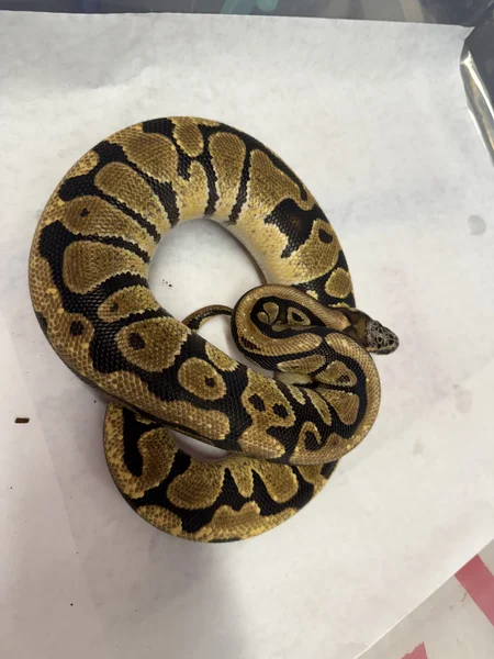 Pastel/spotnose dh clown/ tsk ax 