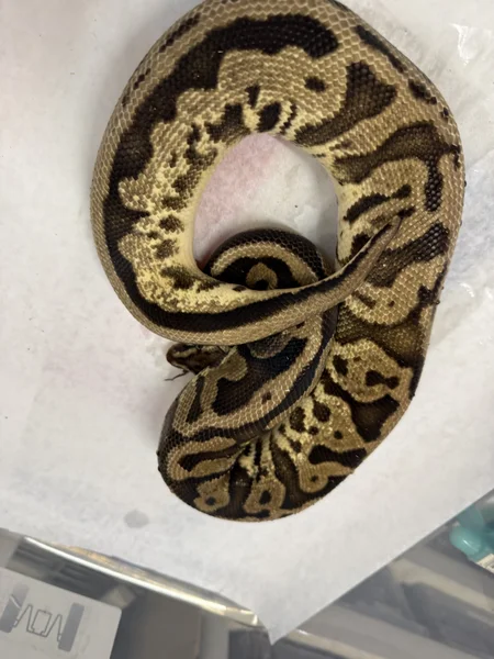 Pastel/sugar/leo